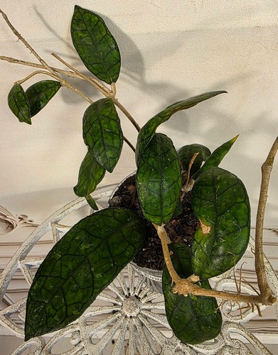 Hoya finlaysonii - hoya,