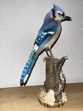 Blauhäher | Tierpräparat | Vogelpräparat | ausgestopft | präpariert | Taxidermy