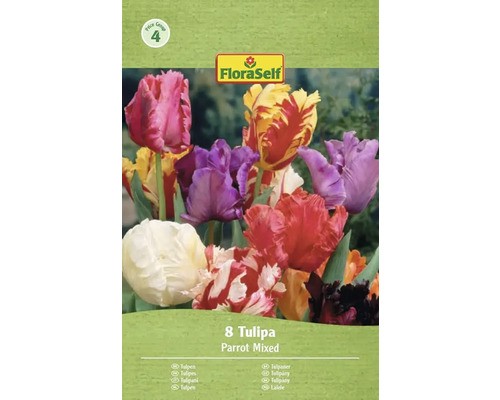 Blumenzwiebel tulpe floraself - blumenzwiebel,