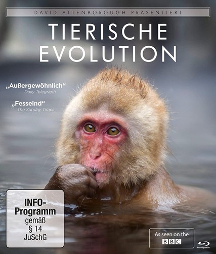 Tierische evolution david - evolution, (david