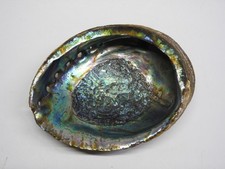 große Seeohr-Schale Abalone