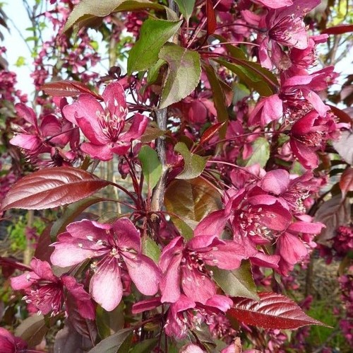 Zierapfel royalty rotlaubiger - royalty,