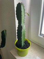 Euphorbia Kanaren Wolfsmilch Kakteen Kaktus Zimmerpflanze ca 35 cm groß