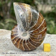 Fossiler Nautilus Ammonit