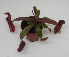 Nepenthes sanguinea - ,