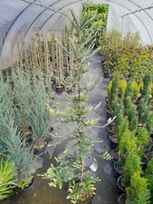 Sequoia sempervirens "Adpressa" 140-160cm, kleiner Küstenmammutbaum,  Mammutbaum