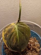 Philodendron micans variegated - philodendron,