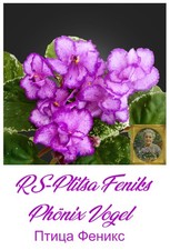 African Violet  RS Ptitsa Feniks 1 Blatt Usambaraveilchen Zimmerpflanze