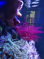 Meerwasser Rotalge, Halymenia