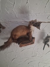 Tierpräparat Marder