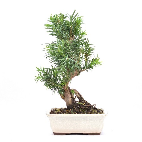 Bonsai eibe hybrid taxus - bonsai, 'taxus