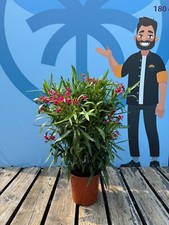 Oleander - farbe Rot  - 80/100 cm - Nerium Oleander - Pflanze