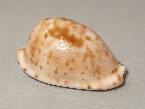 Meeresschnecke cypraea - meeresschnecke,