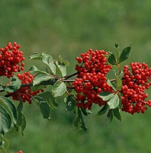 Rote holunder 80cm - rote,