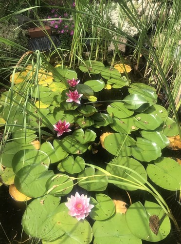 Seerose - , (nymphaea)