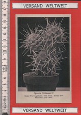 Otto Stoye: Opuntia Hildmannii