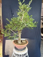 Feldulme Bonsai Prebonsai