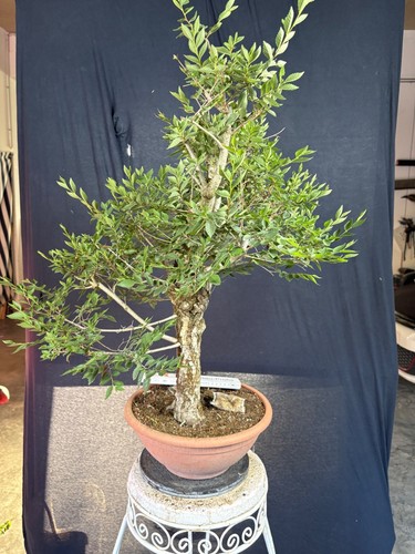 Feldulme bonsai prebonsai - feldulme,