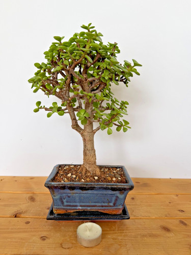 Zimmerbonsai bonsai jadebaum - zimmerbonsai,