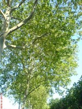 Platane ahornblättrige 110