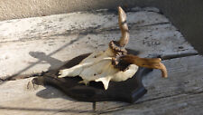 abnormes Rehbock Geweih / echtes Rehgeweih / abnormes Rehgehörn / Geweih 202