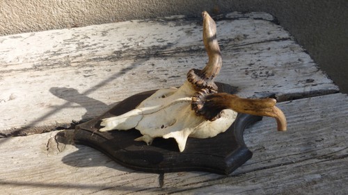 Abnormes rehbock geweih - abnormes,