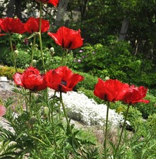 Türkischer mohn beauty - türkischer, of