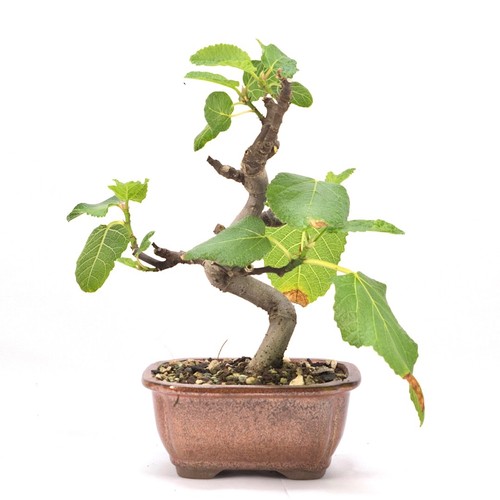Bonsai essfeige ficus carica - essfeige, 'ficus