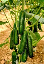 Samen Mini Snack Gurke "Beth