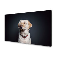 Leinwand-Bilder Tiere Hund Labrador 40x30 bis 120x80 cm