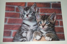 Katzenbabys Kätzchen Katze Kitten Tier Postkarte Postcard Ak Katzenpostkarte DJH