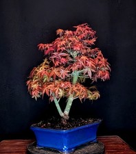 Bonsai japanischer roter - japanischer,