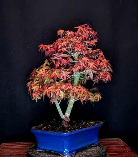 Bonsai japanischer roter - japanischer,