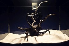 Schwarze Moorwurzel *21cm* /