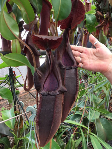 Selten nepenthes lingulata x - nepenthes,