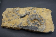 Trias oberer Muschelkalk