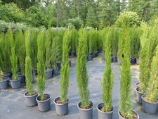 1x Mittelmeerzypresse 180 cm Säulen Toskana Zypresse Cupressus Sempervirens