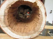 hohler Baumstamm