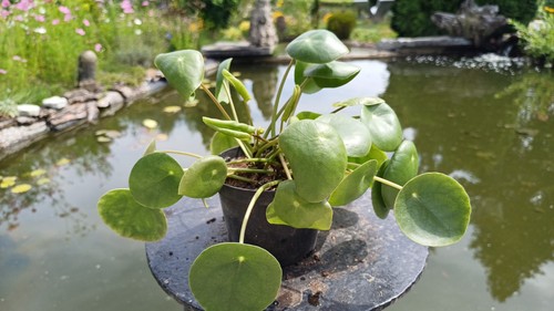 Pilea peperomioides - pilea,