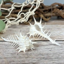 Murex Negro Spinosus