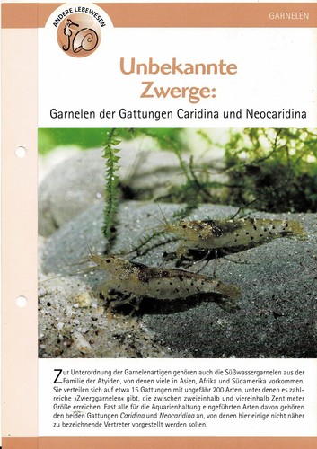 Garnelen der gattung caridina - gattung,
