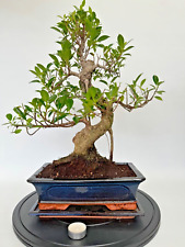Zimmerbonsai Ficus retusa immergrün pflegeleicht Nr 4643 Original Bilder Bonsai