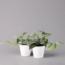 Scindapsus pictus 'Trebie' in