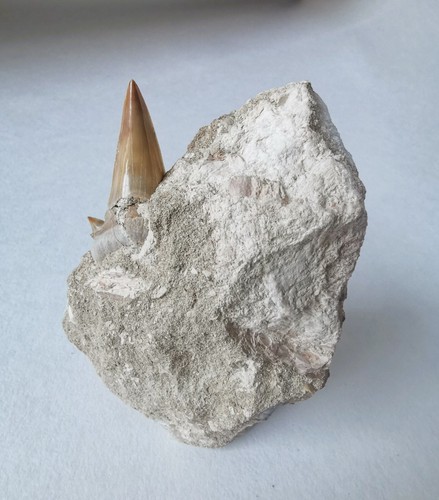 Obliquus teeth from - teeth, morocco