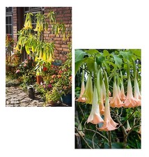 SAMEN exotisch Garten Pflanze