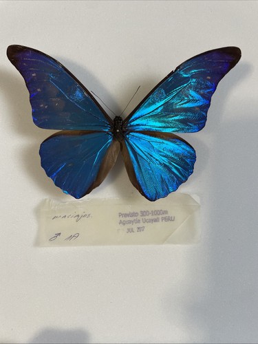 Entomologie morpho rhetenor - entomologie*morpho,