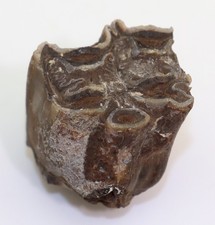 Pferdeartig, Hipparion gracile, Tertiär, Miozan, Montredon, Frankreich -L647