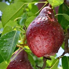 Birnenbaum Red Faworytka (Rote