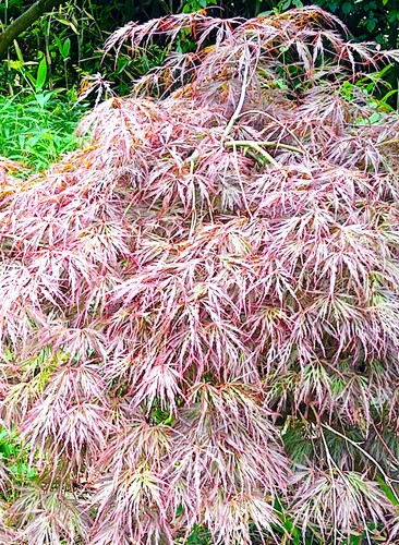 Roter fächerahorn acer - fächerahorn,