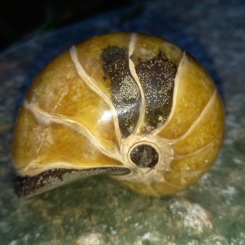 7cm großer nautilus - großer,